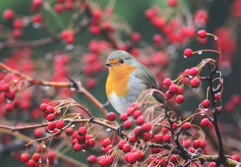 How to Help the Birds in Autumn and Winter