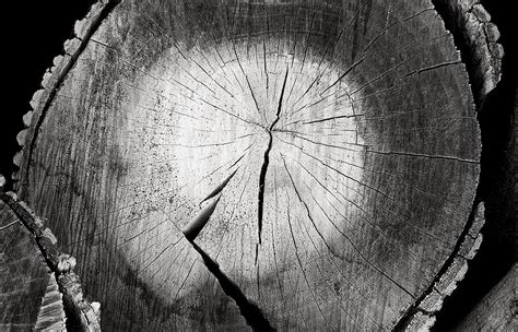 Wood Pile on Behance