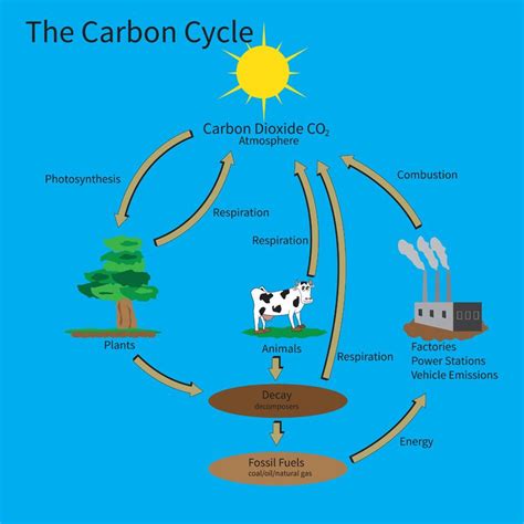 Another look at the Carbon Cycle. | Carbon cycle, Carbon dioxide cycle, Principles of ecology