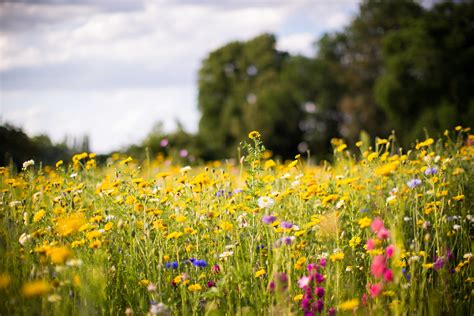 Wildflowers of the Smokies - Blount Tourism