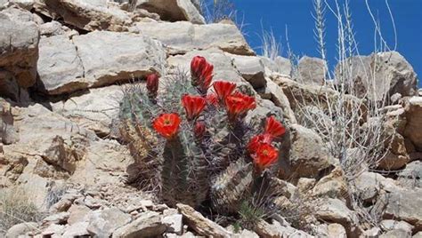 Xerophytes examples and characteristics | Desert plants, Plants, Natural landmarks