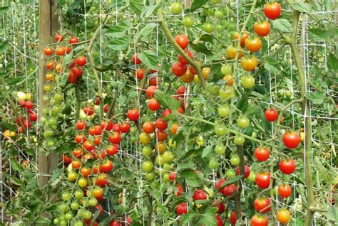 Hortonova Trellis Netting 59" x 100' | Trellis netting, Tomato trellis ...