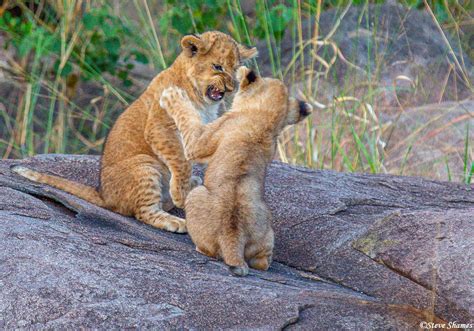 Serengeti-Lion Cubs Playing | Serengeti National Park, Tanzania 2020 | Steve Shames Photo Gallery