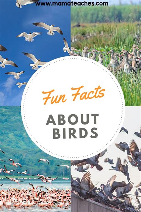 Fun Facts About Birds - Mama Teaches