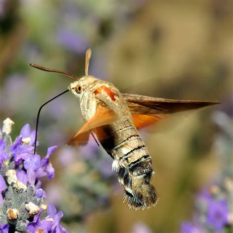 Hummingbird Hawk-moth