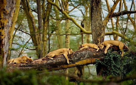 Wallpaper : trees, forest, animals, nature, sleeping, branch, lion, wildlife, Africa, big cats ...