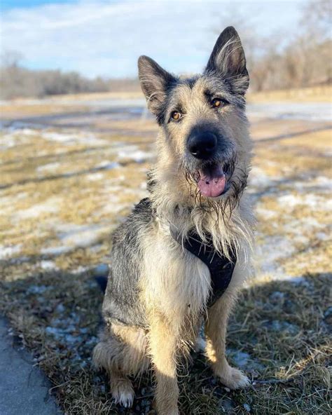 Meet The Irish Wolfhound German Shepherd Mix