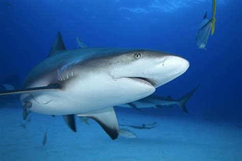 Galeophobia: how to overcome a fear of sharks