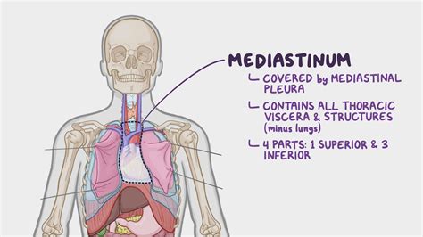 Anatomy of the superior mediastinum - Osmosis