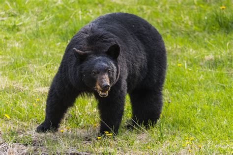 Alberta woman attacked by bear in Canmore after walking in closed off area - Cottage Life