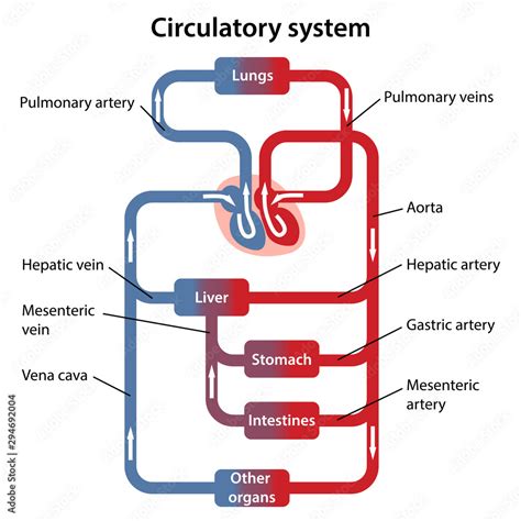 Circulatory System Diagram Labeled Veins