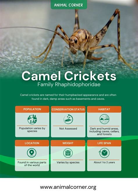 Camel Cricket - Animal Corner