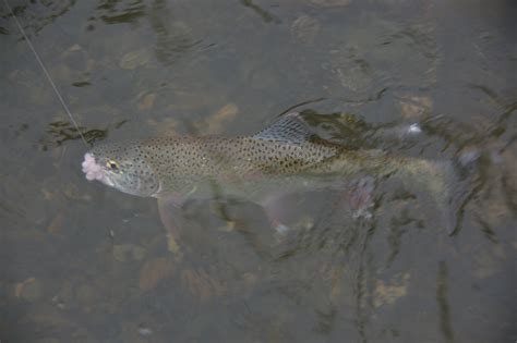 Rainbow Trout | Fly Fishing Country