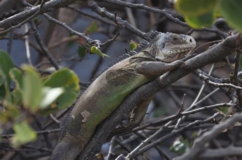 Lesser Antillean iguana - Facts, Diet, Habitat & Pictures on Animalia.bio