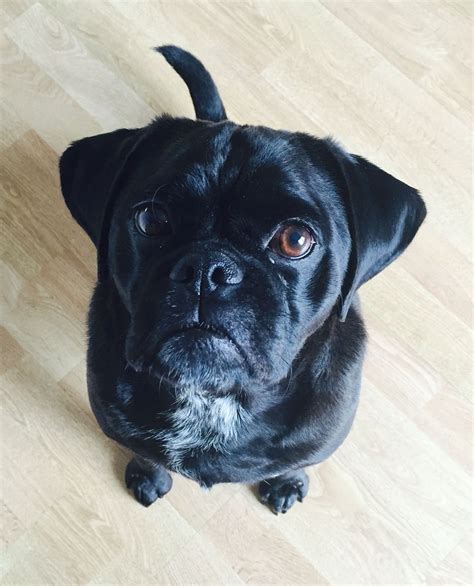 #puggle #dog #black Puggle Dog, Pug Beagle, Pug Mix, Canine Companions, Pugs, French Bulldog ...