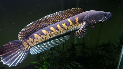 FS: Beautiful 14" Channa Aurantimaculata