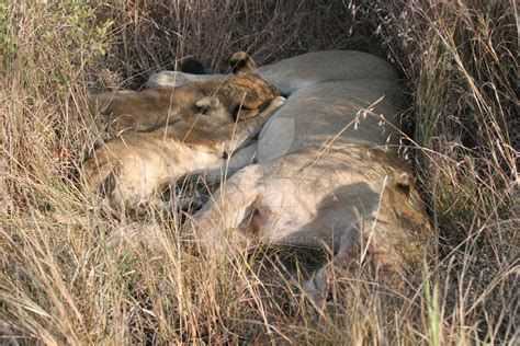 Lion cubs feeding by dragonx683 on DeviantArt