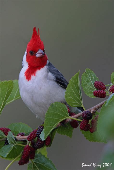 El GAUCHOGUACHO: El cardenal (Estilo/Milonga)