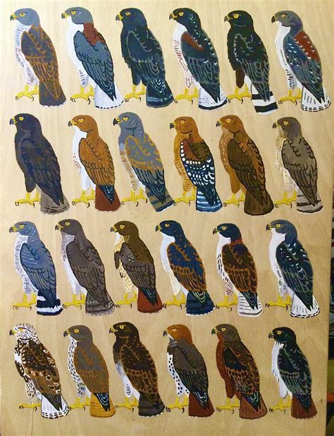 Hawks of the Buteo genus (mostly) of the world. Acrylic paint on wood ...