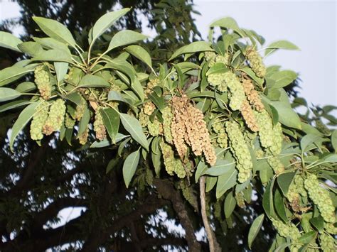 Ombú: fotos de la recolección de frutos y semillas