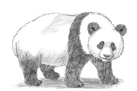 Drawing Photos Of Pandas - pic-hose