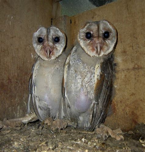 Burung Hantu Putih Di Malaysia - 5 Jenis Burung Hantu Dapat Dipelihara Dan Fakta Unik Blog ...