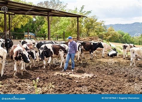 Farmer Cowboy at Cow Farm Ranch Stock Photo - Image of beef, cattle ...