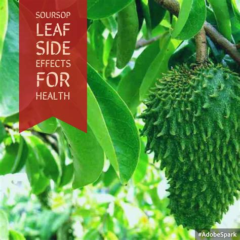 Soursop Leaf Side Effects For Health - Lifes Smart