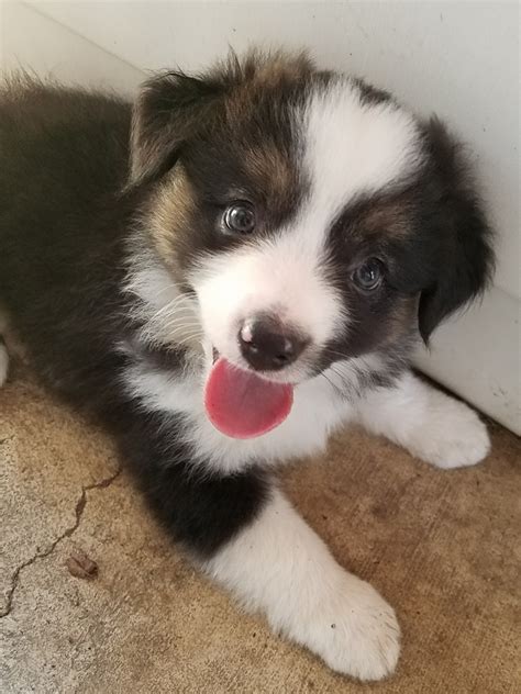 Miniature Australian Shepherd Puppies For Sale | Plymouth, IA #302786