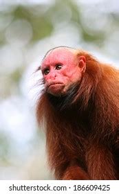 1,414 Bald Monkey Royalty-Free Images, Stock Photos & Pictures ...