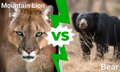 Grizzly Bear vs. Mountain Lion: Who Wins a Fight Between These Two Predators? - A-Z Animals