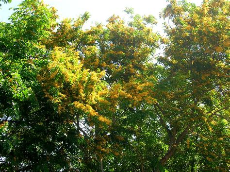 Angsana Flowers | This yellow flowers of the angsana tree ma… | Flickr