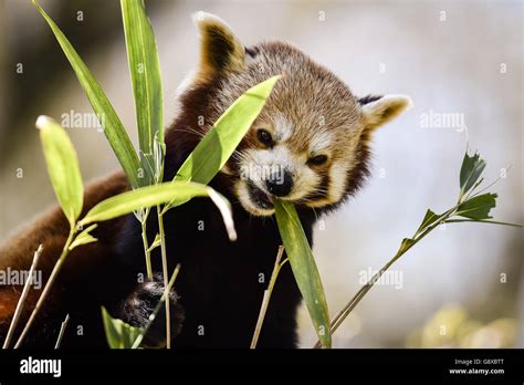 Animals at Bristol Zoo Stock Photo - Alamy