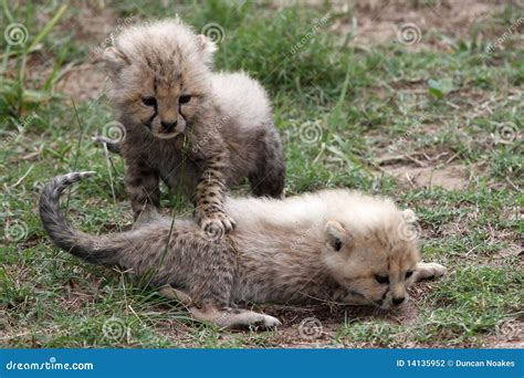 Gepard Cubs stockfoto. Bild von tier, schätzchen, jäger - 14135952