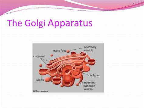 PPT - The Golgi Apparatus PowerPoint Presentation, free download - ID:2086643