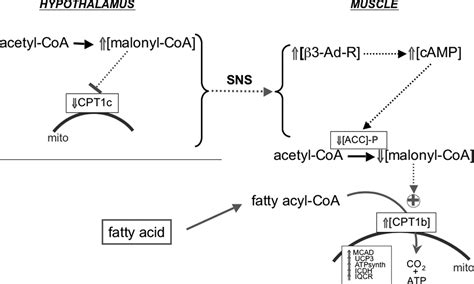 Hypothalamic malonyl-CoA triggers mitochondrial biogenesis and ...