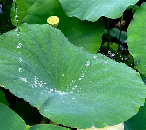 The Lotus Effect on Technology | Naples Botanical Garden