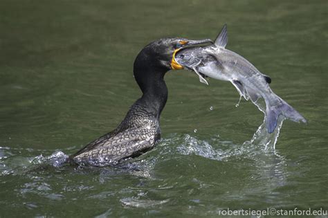 Cormorant