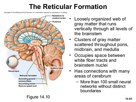 근육 긴장, Muscle tone, decerebrate rigidity, 대뇌제거경직, reticular formation, 그물체 : 네이버 블로그