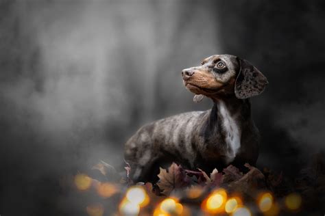 Download Animal Dachshund HD Wallpaper