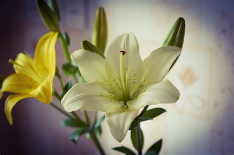 Premium Photo | White lilies flowers