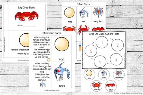 Crab Life Cycle Printables - Simple Living. Creative Learning