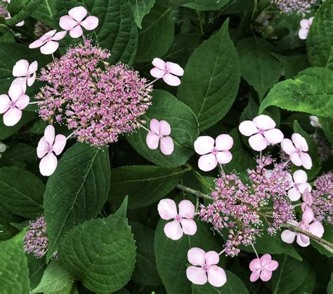 A tough, reliably blooming hydrangea. — Plant and Bloom Design Studio