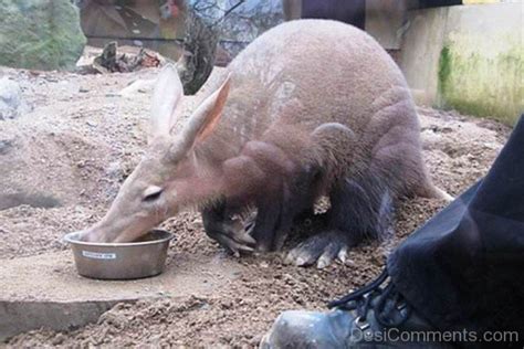 Aardvarks Eating Food - Desi Comments