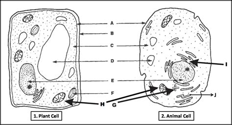 Plant Cell and Animal Cell Diagram Quiz | Biology Multiple Choice Quizzes