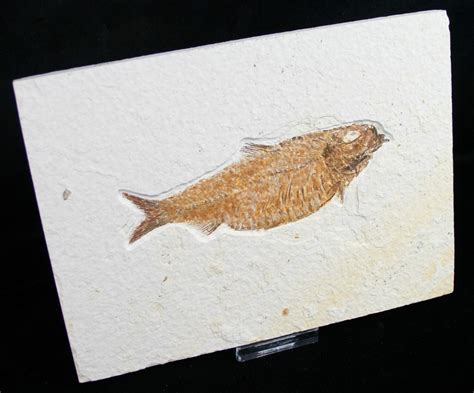 Fat Knightia Alta Fish Fossil - Wyoming (#8777) For Sale - FossilEra.com