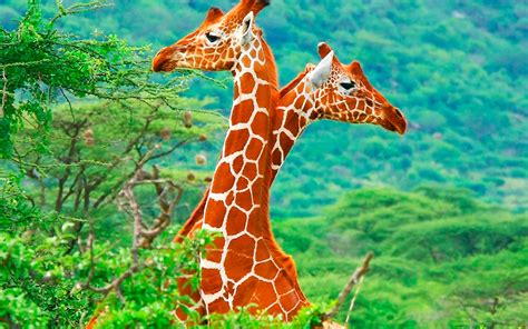 Scientists discovered the evolution behind Giraffe's long necks.