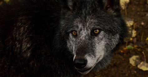 Close-up of a Wolf with Dark Gray Fur · Free Stock Photo