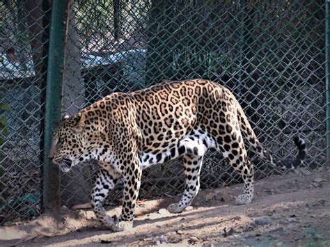 Family members of State WWF Chairman adopt animals at Hyderabad Zoo