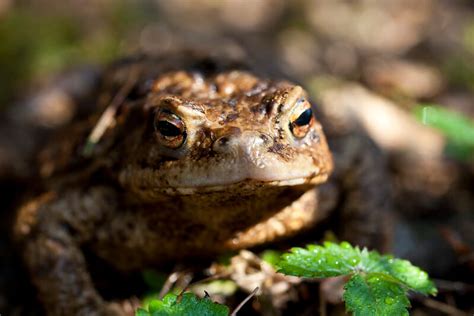 Toad Spirit Animal Totem Meaning: A Totem Of Prosperity And Productivity - SunSigns.Org